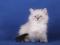 Котята   Невской Маскарадной   породы   кошек. Фото 2.