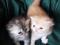 Персидские котята. Фото 7.