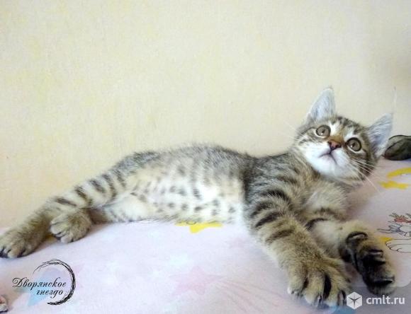 Как выглядит котенок в 3 месяца фото - Telegraph