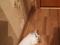 Персидский котенок. Фото 3.