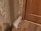 Персидский котенок. Фото 4.