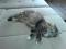 Кошка Пушильда в добрые руки. Фото 4.