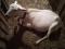 Полунубийские козлята с кормилицей. Фото 4.