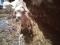 Полунубийские козлята с кормилицей. Фото 5.