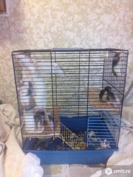Продам крысят дамбо 4 мес мальчик и девочка окрас хаски. Фото 1.