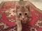 Котенок серого окраса (2 мес.). Фото 5.