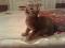 Котенок серого окраса (2 мес.). Фото 1.
