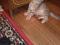 Котенок серого окраса (2 мес.). Фото 8.