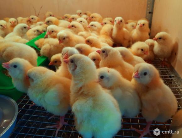 Цыплята бройлер Кобб-500, Редбро, индюшата, утята, мулард. Подрощенные Инкубационное яйцо. Фото 1.