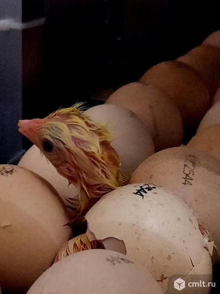 Цыплята бройлер Кобб-500, Редбро, индюшата, утята, мулард. Подрощенные Инкубационное яйцо. Фото 5.