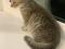 Светло серый котенок (девочка). Фото 2.