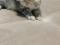 Светло серый котенок (девочка). Фото 3.
