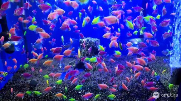 Тернеция Гло-Фиш. Фото 1.