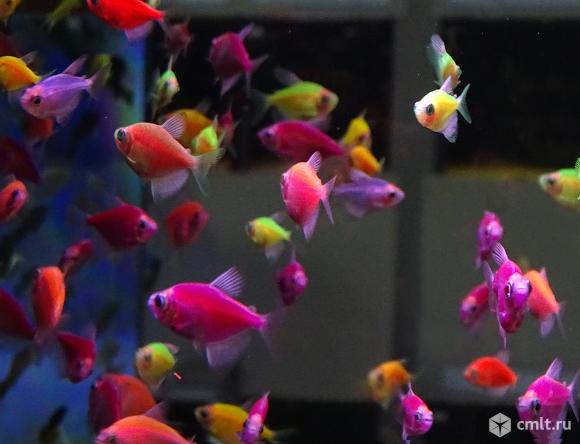 Тернеция Гло-Фиш. Фото 4.