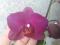 Продам цветущую орхидею. Фото 2.