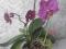 Продам цветущую орхидею. Фото 4.