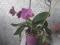 Продам цветущую орхидею. Фото 6.
