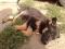 Щенок черного окраса (4 месяца ). Фото 5.