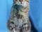 Брутальный кот Мурзик. Фото 9.