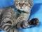 Брутальный кот Мурзик. Фото 16.