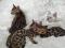 Бенгальские котята. Фото 1.