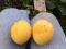 Продаю 1- летние саженцы огромного абрикоса.. Фото 1.