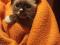 Котенок сиамского окраса. Фото 3.