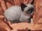 Котенок сиамского окраса. Фото 2.
