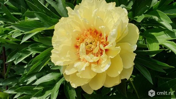 Сортовые пионы.. Фото 1.