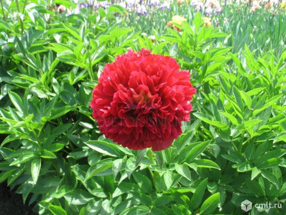 Сортовые пионы.. Фото 3.