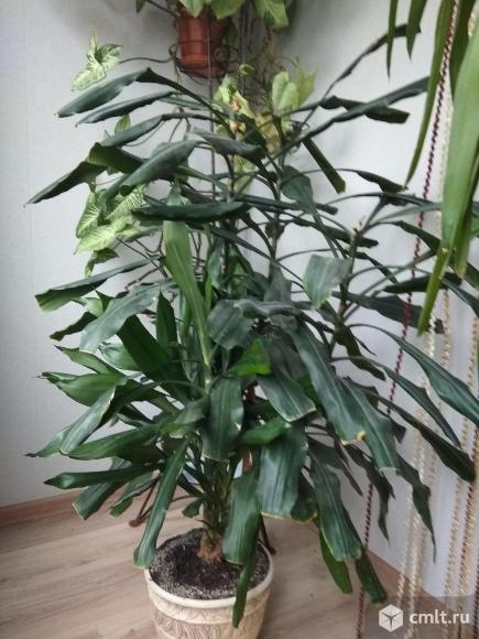 Драцена отогнутая 1,5м. Фото 3.