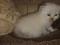 Персидский котенок драгоценного окраса. Фото 2.