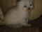 Персидский котенок драгоценного окраса. Фото 3.
