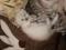 Персидский котенок драгоценного окраса. Фото 7.