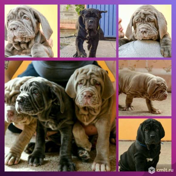 Неаполитанский мастиф. Фото 1.