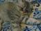 персидский шиншилловый котик. Фото 2.