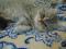 персидский шиншилловый котик. Фото 3.