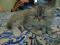 персидский шиншилловый котик. Фото 1.