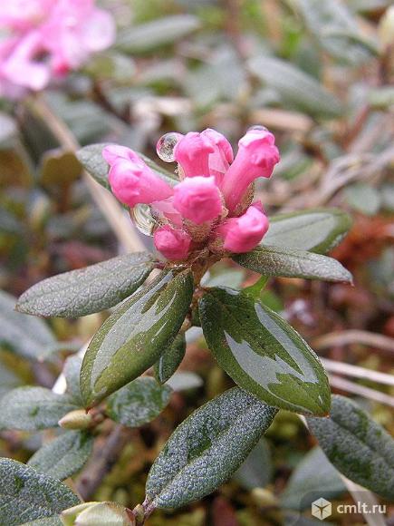 Саженцы и семена Саган-Дайля (Рододендрон Адамса). Фото 3.