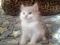 Шикарные котята от сибирских родителей. Фото 5.