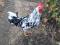 Петухи леггорн далматинец. Фото 1.
