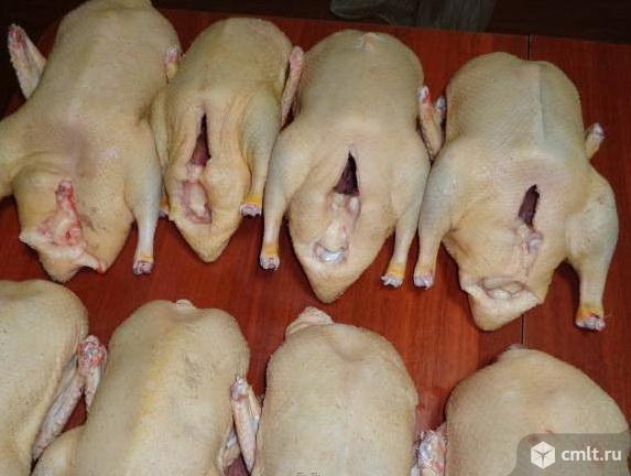 Мясо утки домашней. Фото 1.