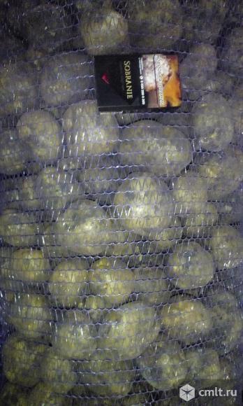 Картофель. Фото 2.