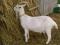 Коза. Фото 2.