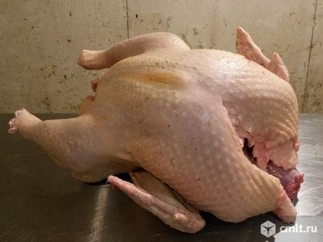 Мясо индейки. Фото 1.