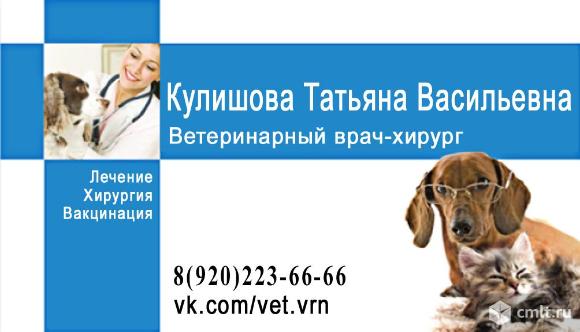 Ваш ветеринарный врач на дому. Фото 1.
