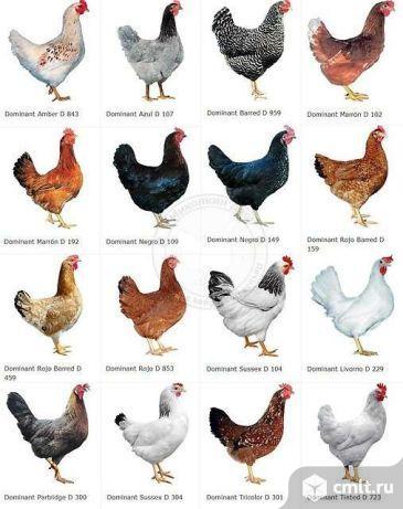 Куриные инкубационные яйца. Фото 1.