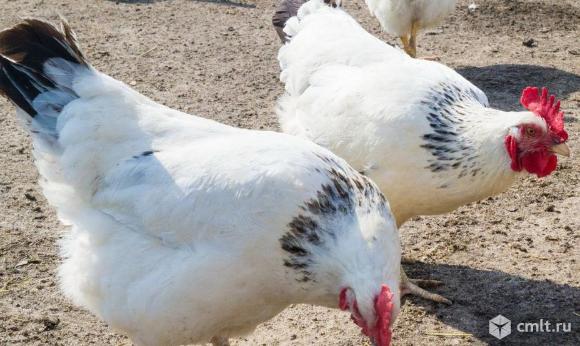 Куры адлерские. Фото 1.