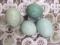 Голубые яйца .Перепела Селадон. Фото 3.