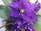 Сортовые фиалки. Фото 8.